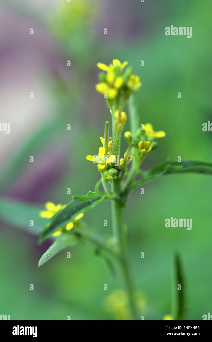 Nel selvaggio, il symbrium officinale cresce come un'erbaccia Foto Stock