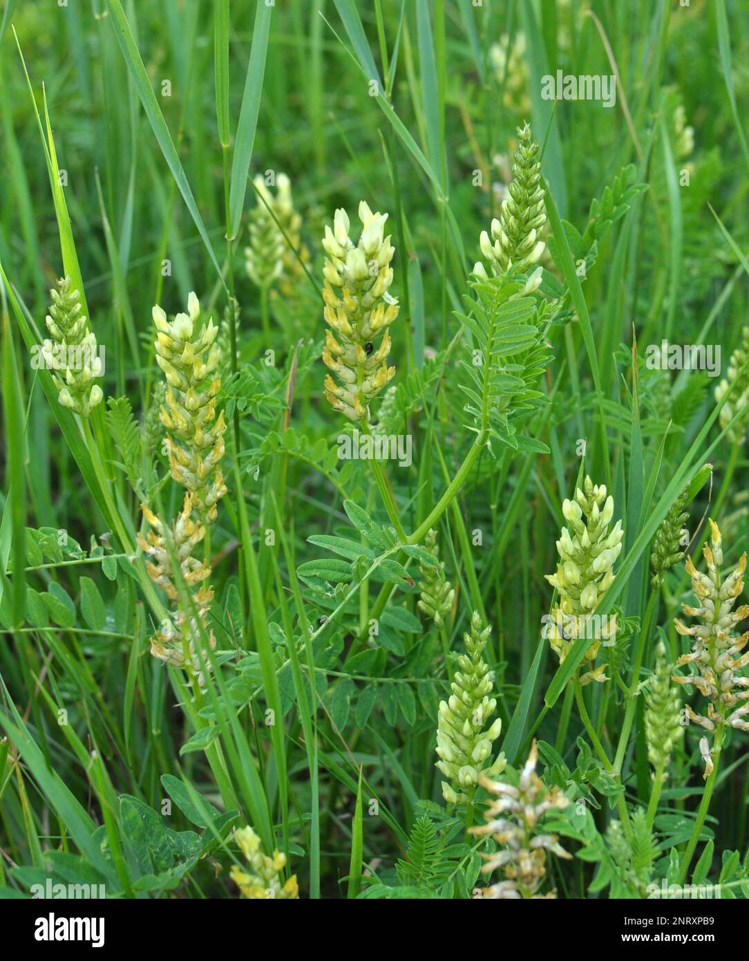 Astragalus cicer cresce tra le erbe in natura Foto Stock