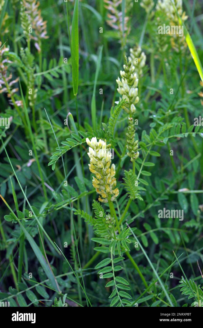 Astragalus cicer cresce tra le erbe in natura Foto Stock