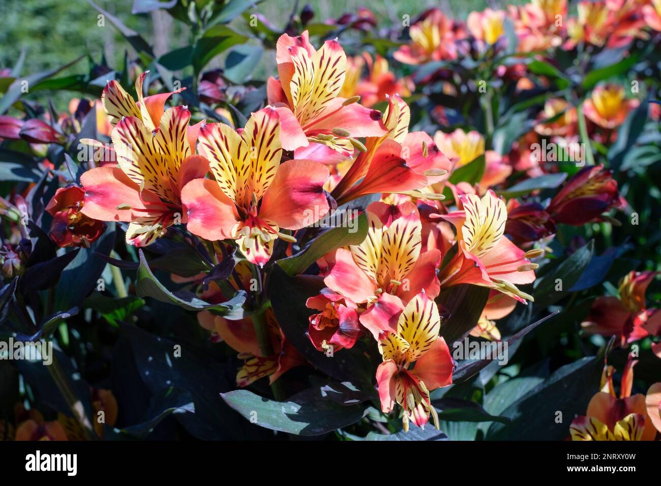 Giglio peruviano estate indiana, Alstroemeria Tesronto, perenne, fiori a forma di imbuto, rame-arancio brillante, petali interni gialli, viola-marrone macchiati Foto Stock