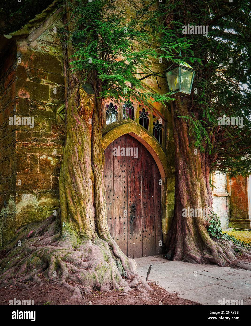 La porta nord della chiesa di Sant'Edoardo a Stow-on-the-Wold è incorniciata da antichi alberi di tasso, cresciuti nel corso degli anni per diventare parte del quadro Foto Stock