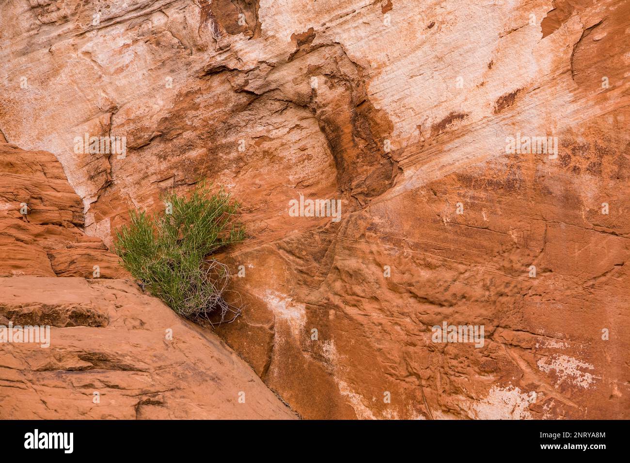 Un piccolo arbusto nasce da una crepa nell'arenaria di Wingate vicino a Moab, Utah. Foto Stock