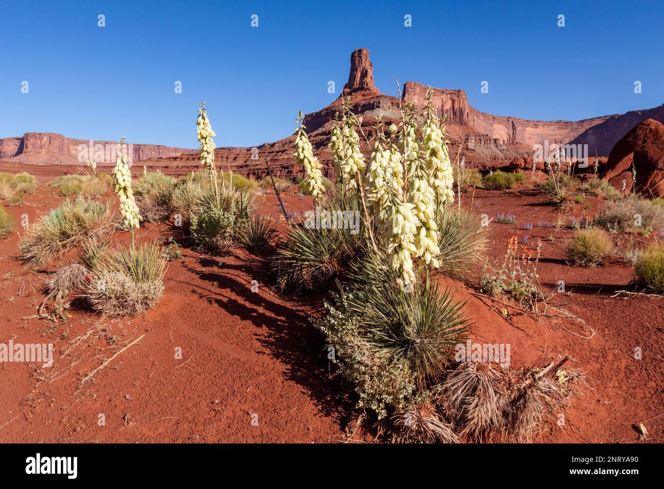 Narrowleaf Yucca in fiore in primavera vicino a Moab, Utah. Dietro c'è un wingate arenaria butte callled Potash Point. Foto Stock