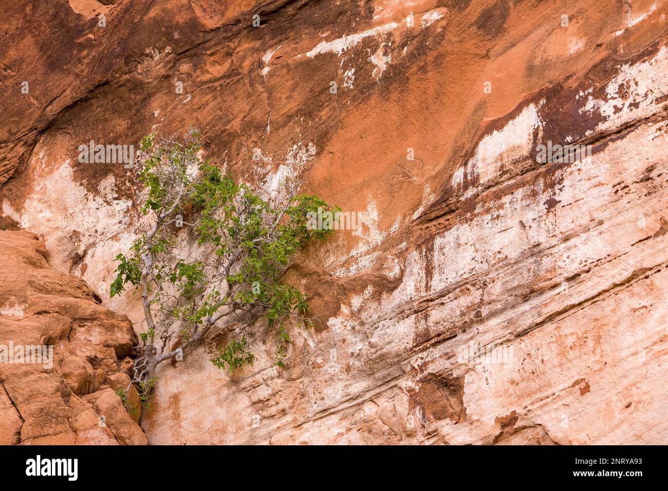 Un piccolo albero nasce da una crepa nell'arenaria di Wingate vicino a Moab, Utah. Foto Stock