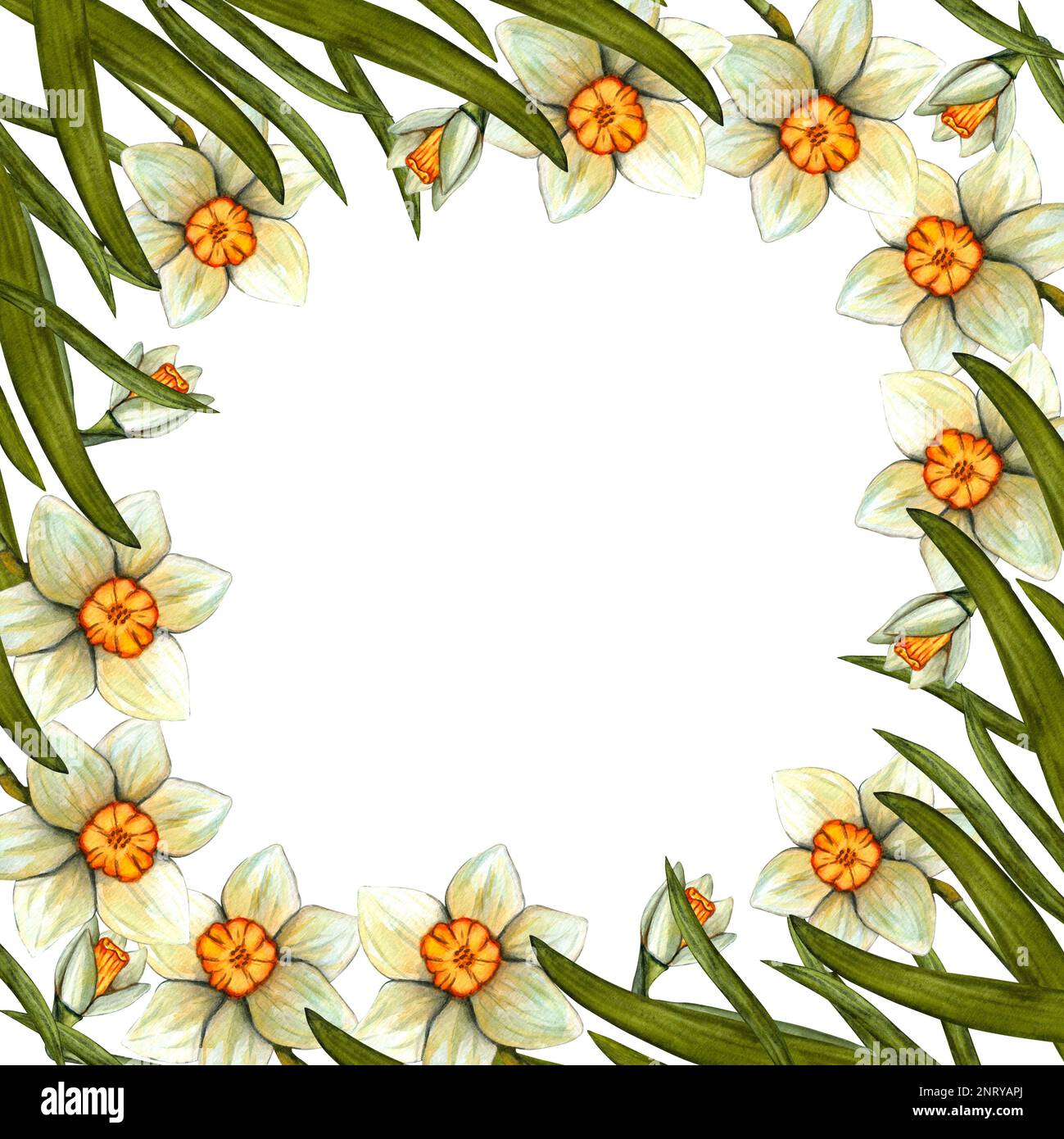 Acquerello cornice pasqua con daffodil. Illustrazione floreale primaverile isolata su sfondo bianco. Foto Stock