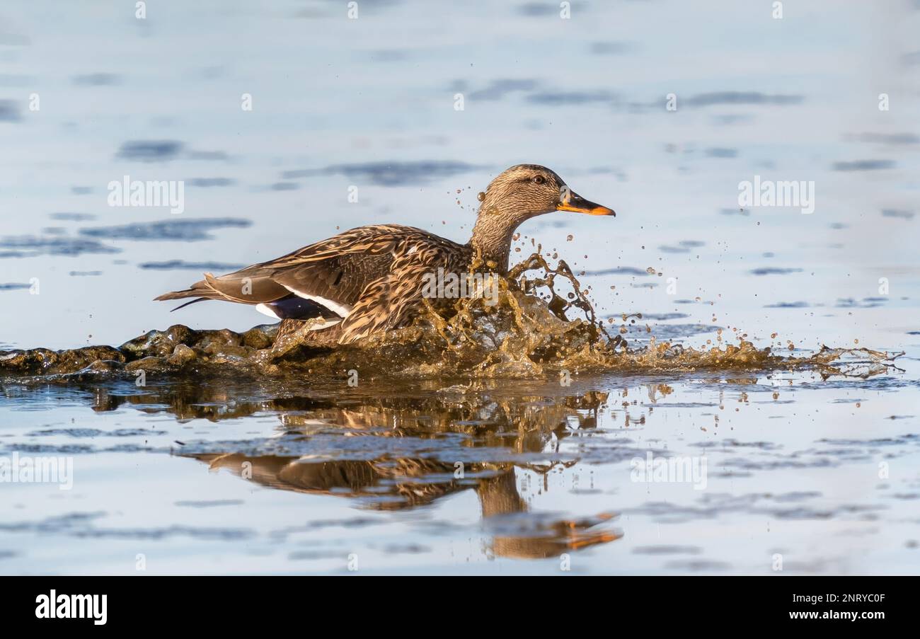 Un'anatra femminile di Mallard che fa un grande tuffo all'atterraggio, mescolando su fango e sedimenti mentre scivola giù il lago. Foto Stock