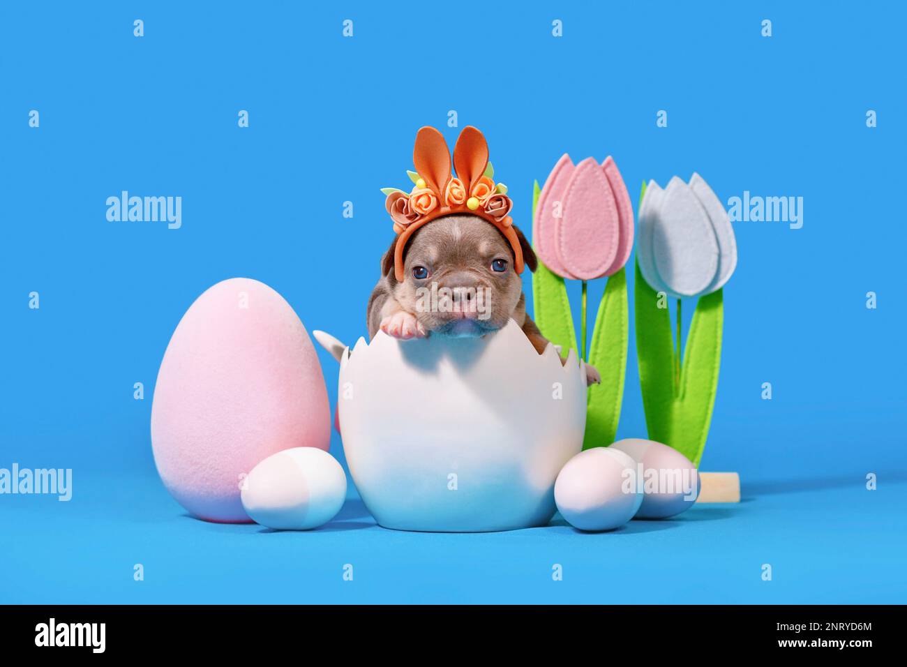 Cucciolo di cane Bulldog francese con orecchie di coniglio di Pasqua sedute in guscio d'uovo su sfondo blu Foto Stock