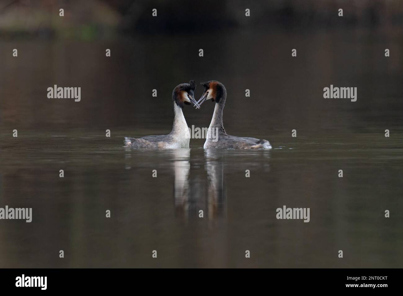 Grande grebes crestati -Podiceps che grida lo stato mostra corteggiamento. Foto Stock