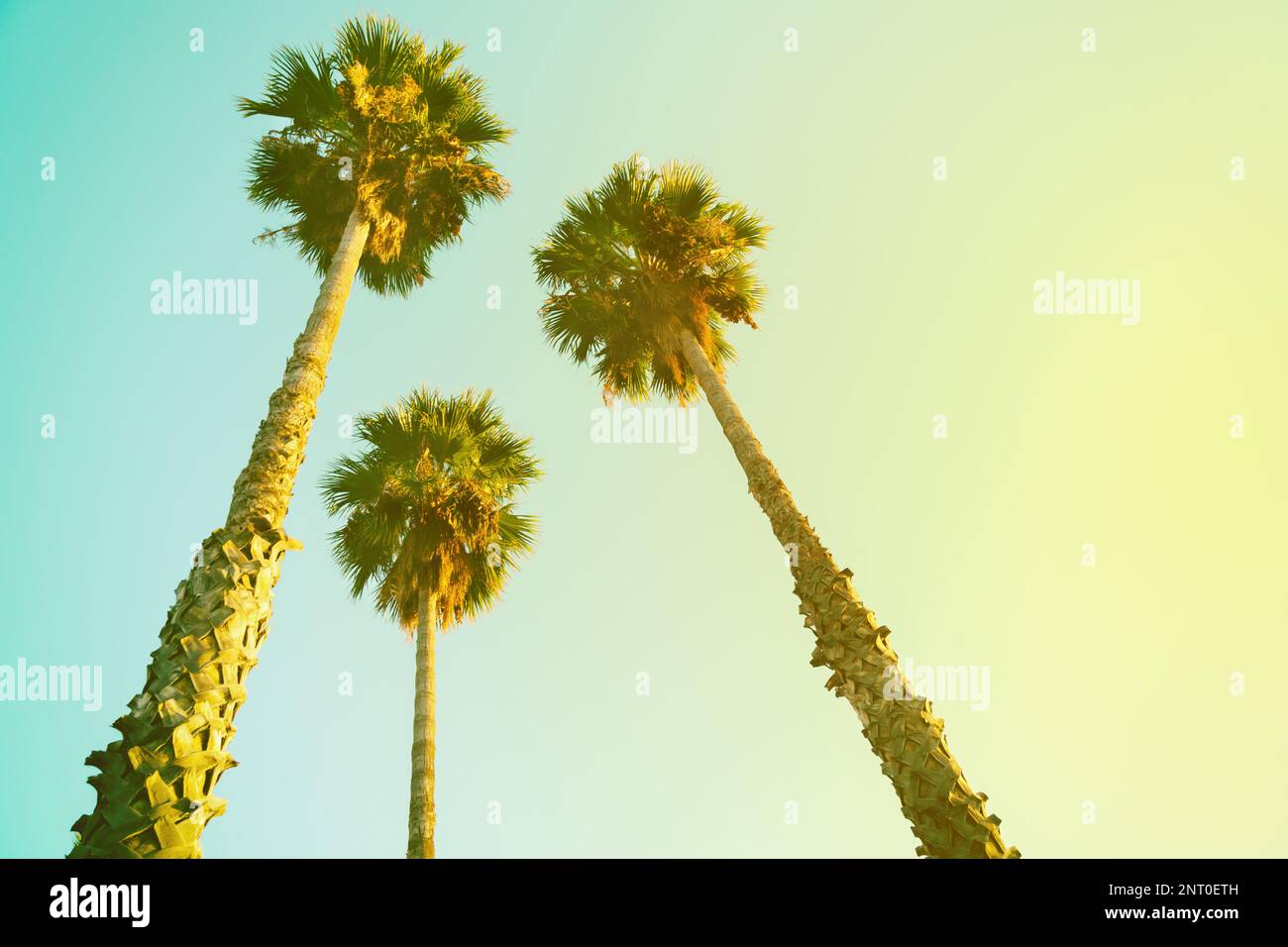 Corone di palme di Coco. Scena tropicale con foglie di palma sullo sfondo del cielo. Effetto shabby tonico del cielo caldo. Estate vacanza giorno su isola esotica. C Foto Stock