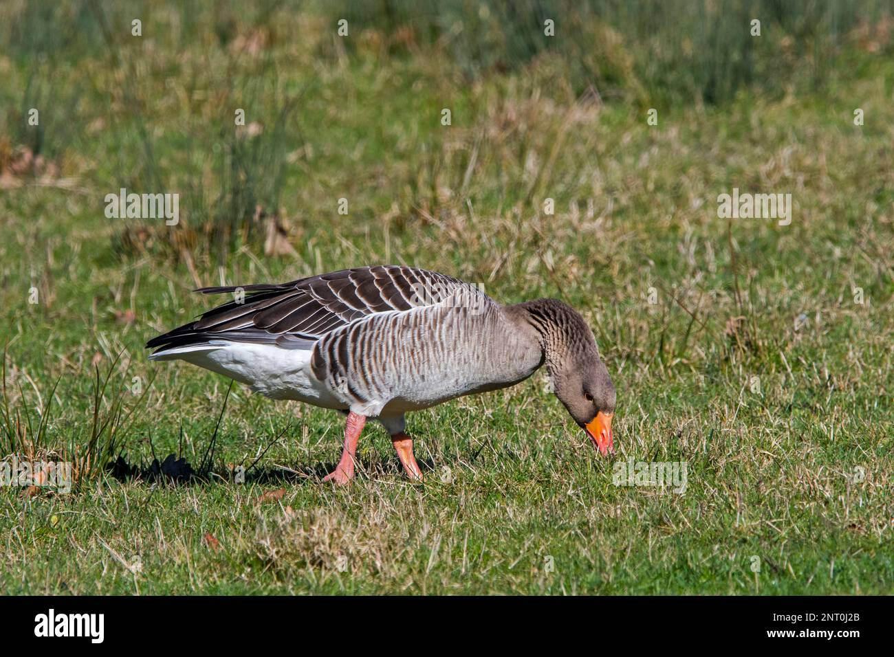 Greylag goose / graylag goose (Anser anser) pascolo erba in pascolo / campo / prateria in inverno Foto Stock