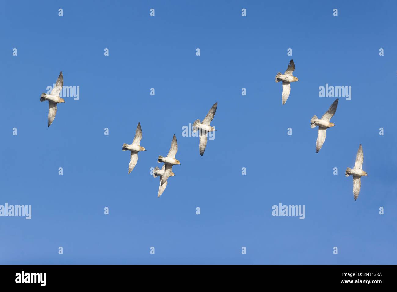 Golden plover Pluvialis albicaria, floccaggio invernale, Norfolk, Inghilterra, febbraio Foto Stock