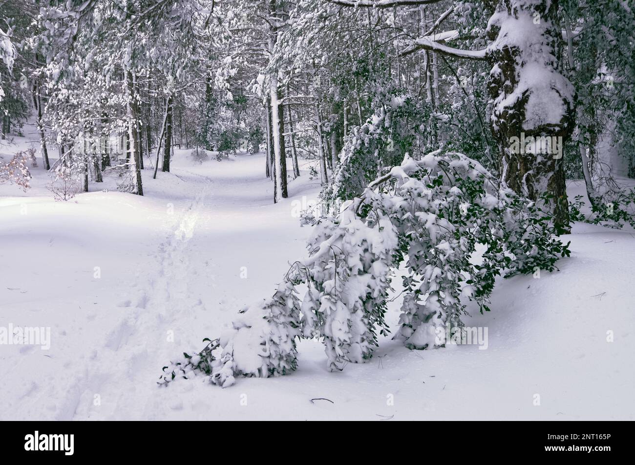 Ramo di albero sempreverde ricurvo dalla neve profonda nei boschi di vigneti del Parco Nazionale dell'Etna, Sicilia, Italia (fuoco profondo) Foto Stock