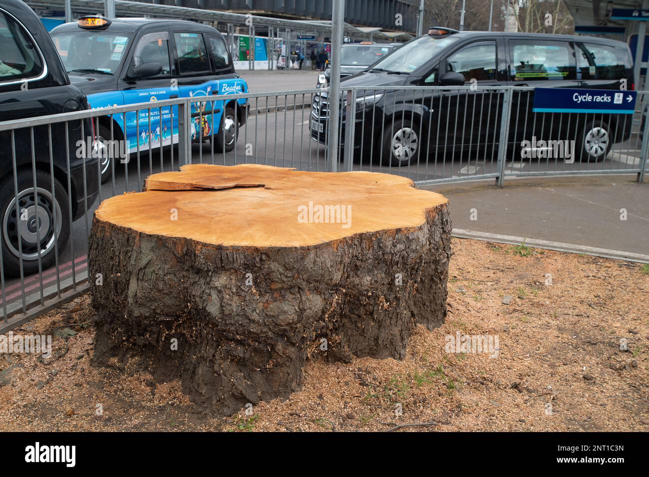 Euston, Londra, Regno Unito. 27th febbraio, 2023. Gli abitanti del luogo e gli ambientalisti sono furiosi che HS2 hanno abbattuto un'altra serie di splendidi alberi. Questa volta sono enormi platani veterani fuori dalla stazione di Euston che HS2 si sono abbattuti per fare il posto per un taxi. Questo mese, in una relazione commissionata da Wildlife Trusts, è stato riscontrato che "HS2 Ltd ha sottovalutato enormemente i luoghi selvatici distrutti lungo il percorso, sopravvalutando al contempo l'impatto delle misure di compensazione della sua natura”. Il rapporto delle prove è una revisione dei dati di nessuna perdita netta per HS2 fasi 1 e 2A. Credito: Maureen McLean/Alamy Foto Stock