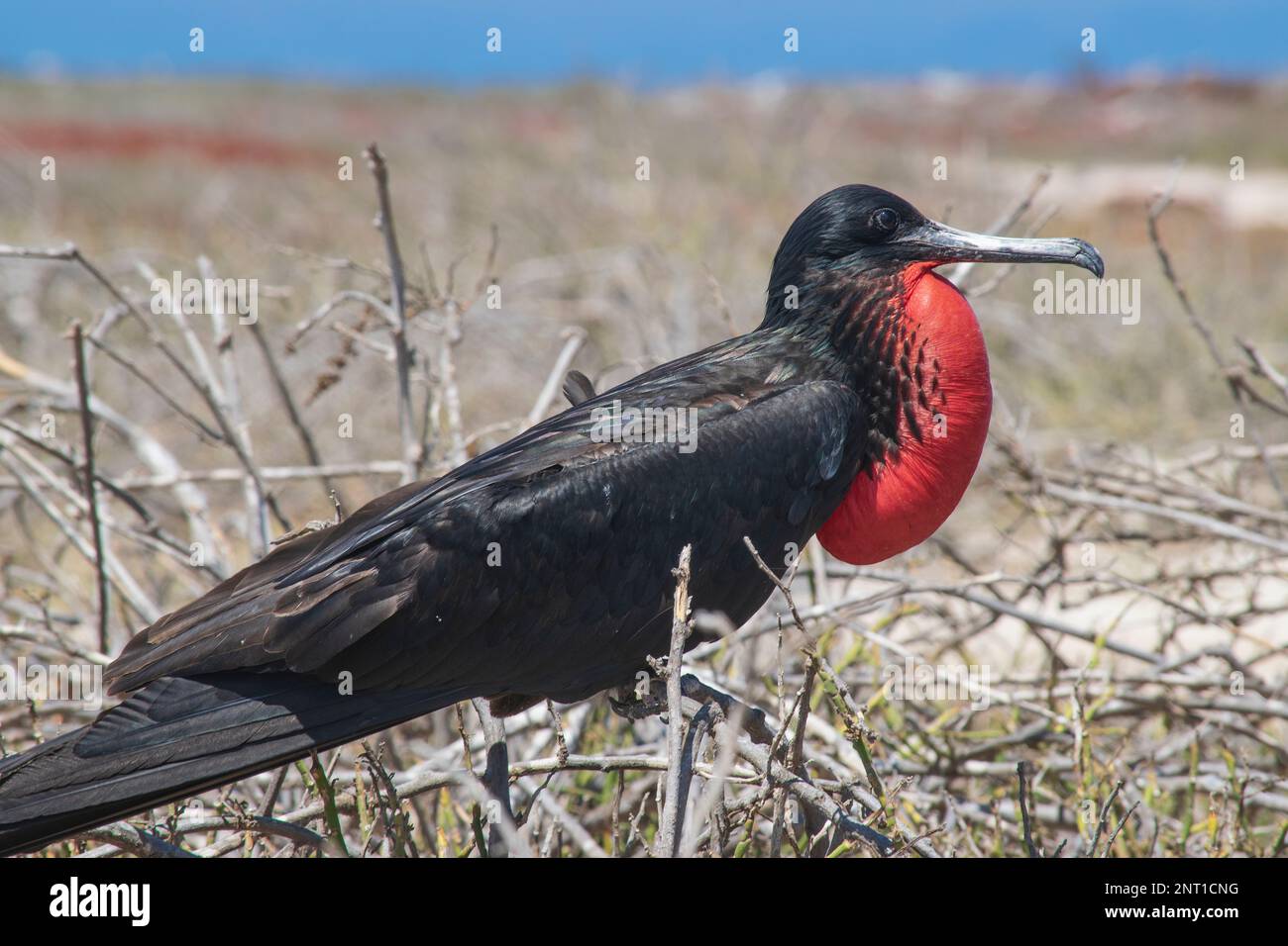 Magnifico frigatebird nelle isole Galápagos. Foto Stock