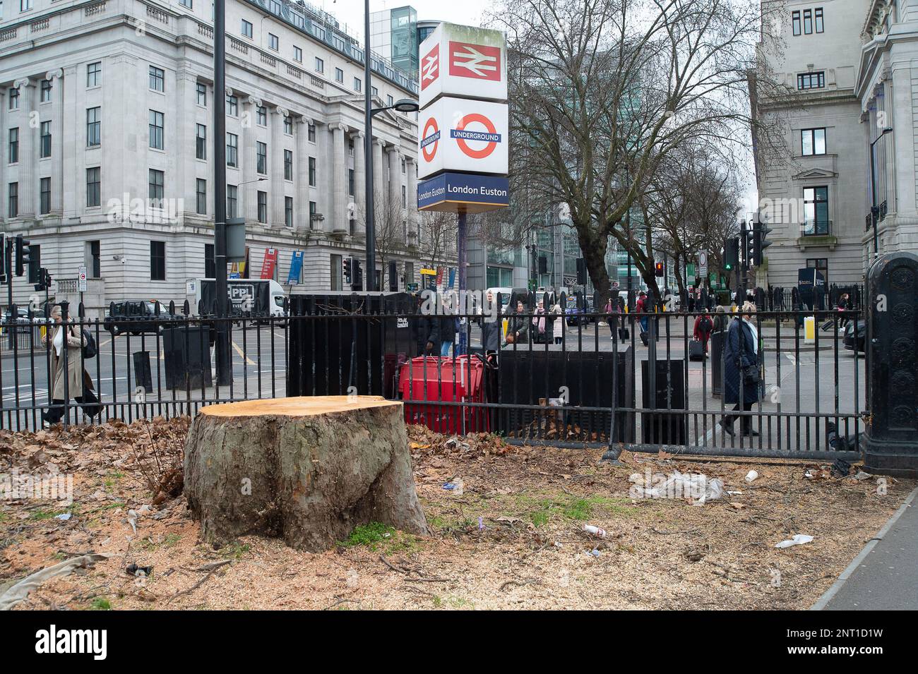 Euston, Londra, Regno Unito. 27th febbraio, 2023. Gli abitanti del luogo e gli ambientalisti sono furiosi che HS2 hanno abbattuto un'altra serie di splendidi alberi. Questa volta sono enormi platani veterani fuori dalla stazione di Euston che HS2 si sono abbattuti per fare il posto per un taxi. Questo mese, in una relazione commissionata da Wildlife Trusts, è stato riscontrato che "HS2 Ltd ha sottovalutato enormemente i luoghi selvatici distrutti lungo il percorso, sopravvalutando al contempo l'impatto delle misure di compensazione della sua natura”. Il rapporto delle prove è una revisione dei dati di nessuna perdita netta per HS2 fasi 1 e 2A. Credito: Maureen McLean/Alamy Foto Stock