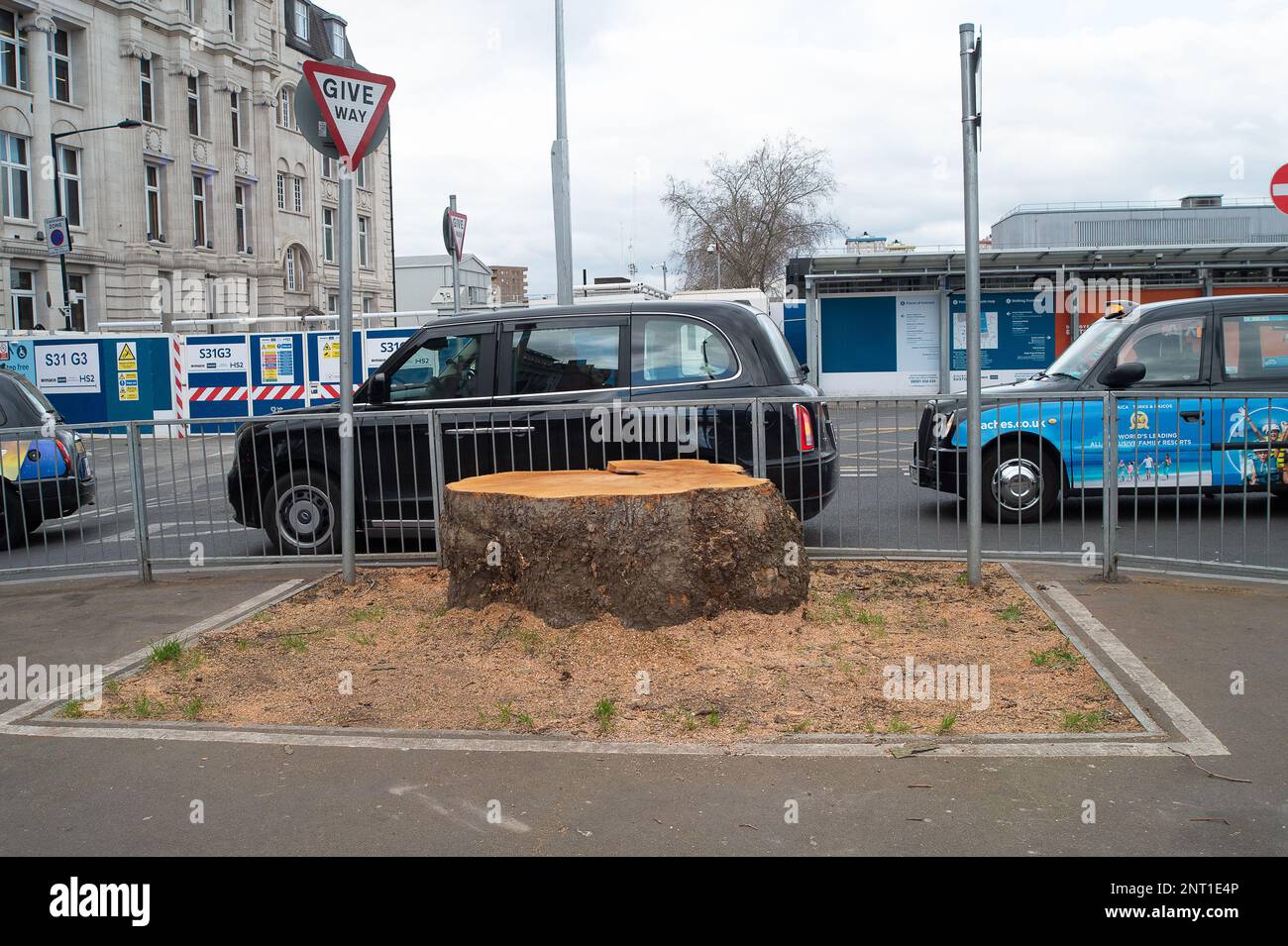 Euston, Londra, Regno Unito. 27th febbraio, 2023. Gli abitanti del luogo e gli ambientalisti sono furiosi che HS2 hanno abbattuto un'altra serie di splendidi alberi. Questa volta sono enormi platani veterani fuori dalla stazione di Euston che HS2 si sono abbattuti per fare il posto per un taxi. Questo mese, in una relazione commissionata da Wildlife Trusts, è stato riscontrato che "HS2 Ltd ha sottovalutato enormemente i luoghi selvatici distrutti lungo il percorso, sopravvalutando al contempo l'impatto delle misure di compensazione della sua natura”. Il rapporto delle prove è una revisione dei dati di nessuna perdita netta per HS2 fasi 1 e 2A. Credito: Maureen McLean/Alamy Foto Stock