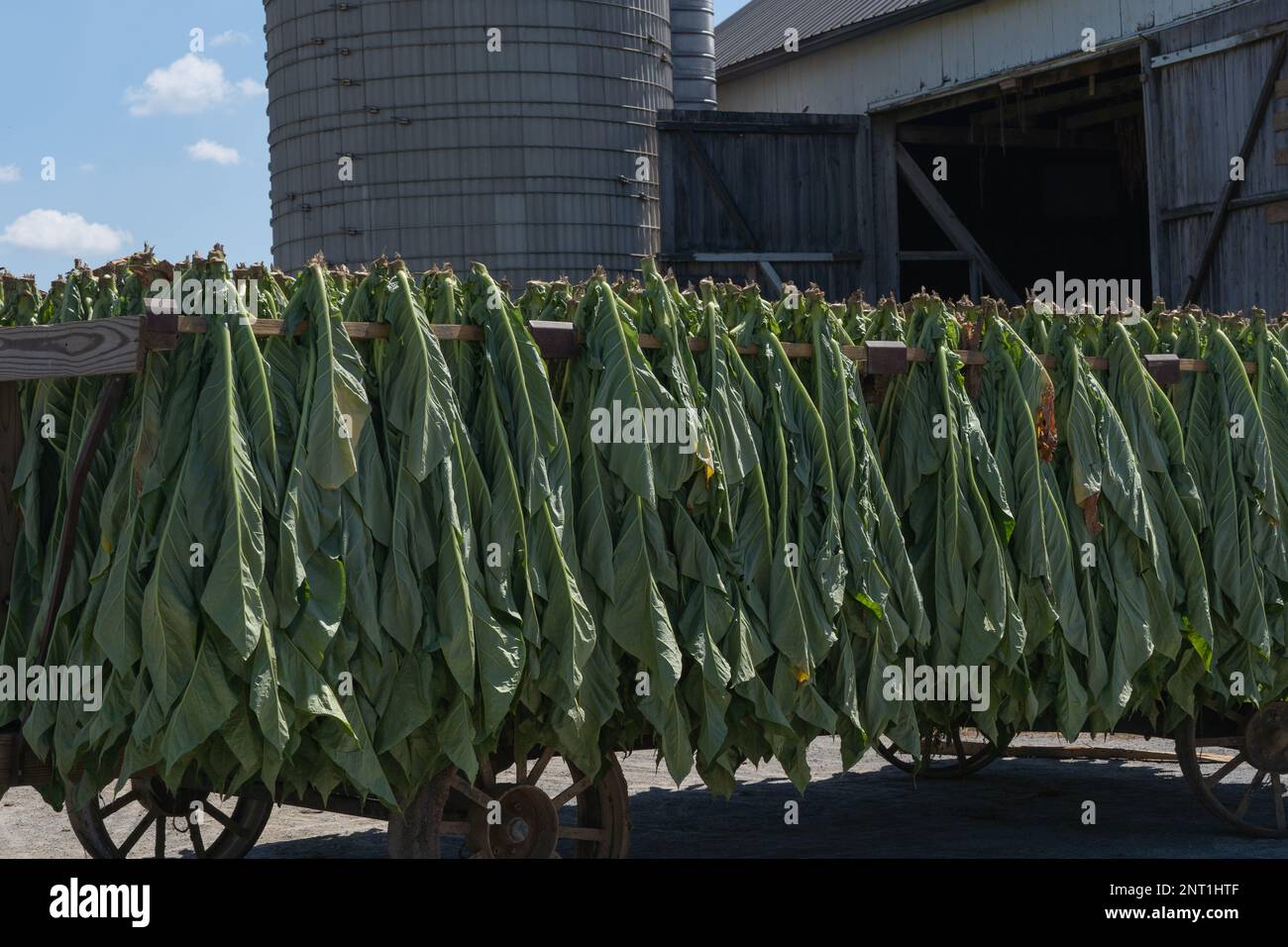Essiccazione di tabacco su Amish Farm in Lancaster County, Pennsylvania Foto Stock