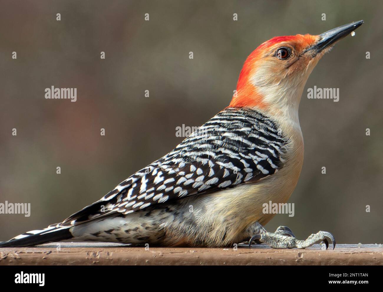 Picchio rosso sul ponte Foto Stock