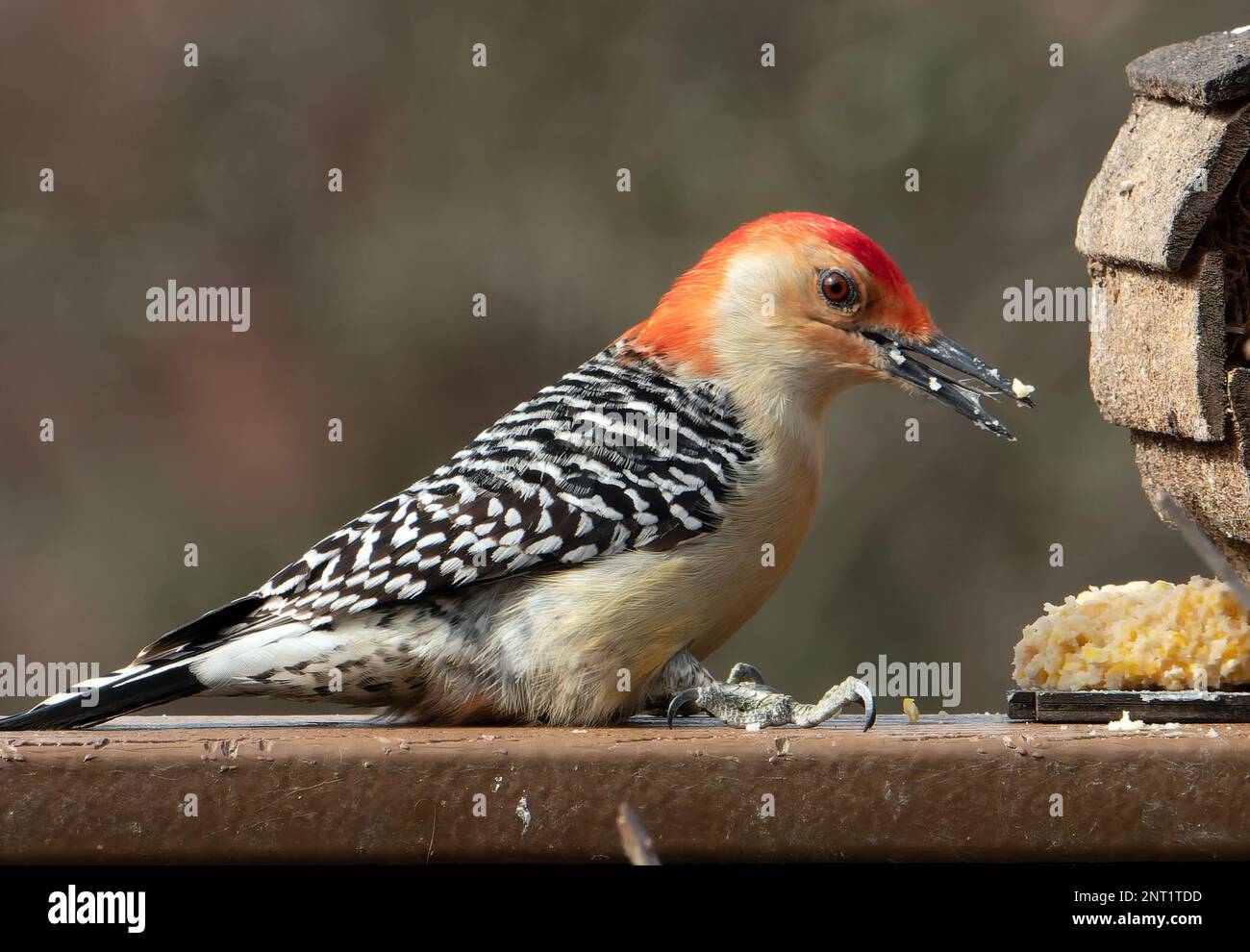 Picchio rosso sul ponte Foto Stock