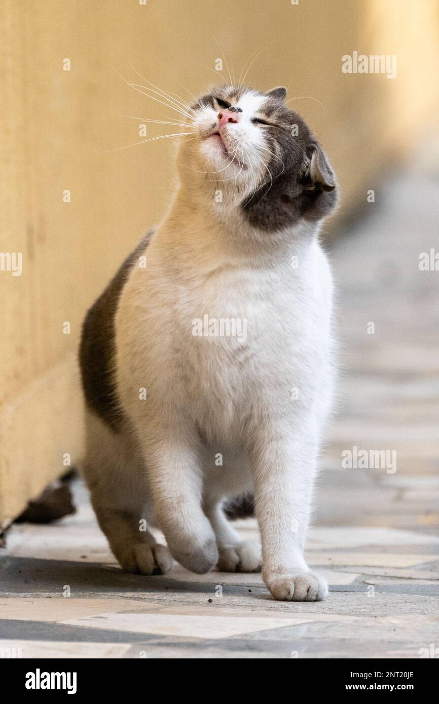 Divertente gatto randagio catturato in un momento carino, mentre stava scuotendo Foto Stock