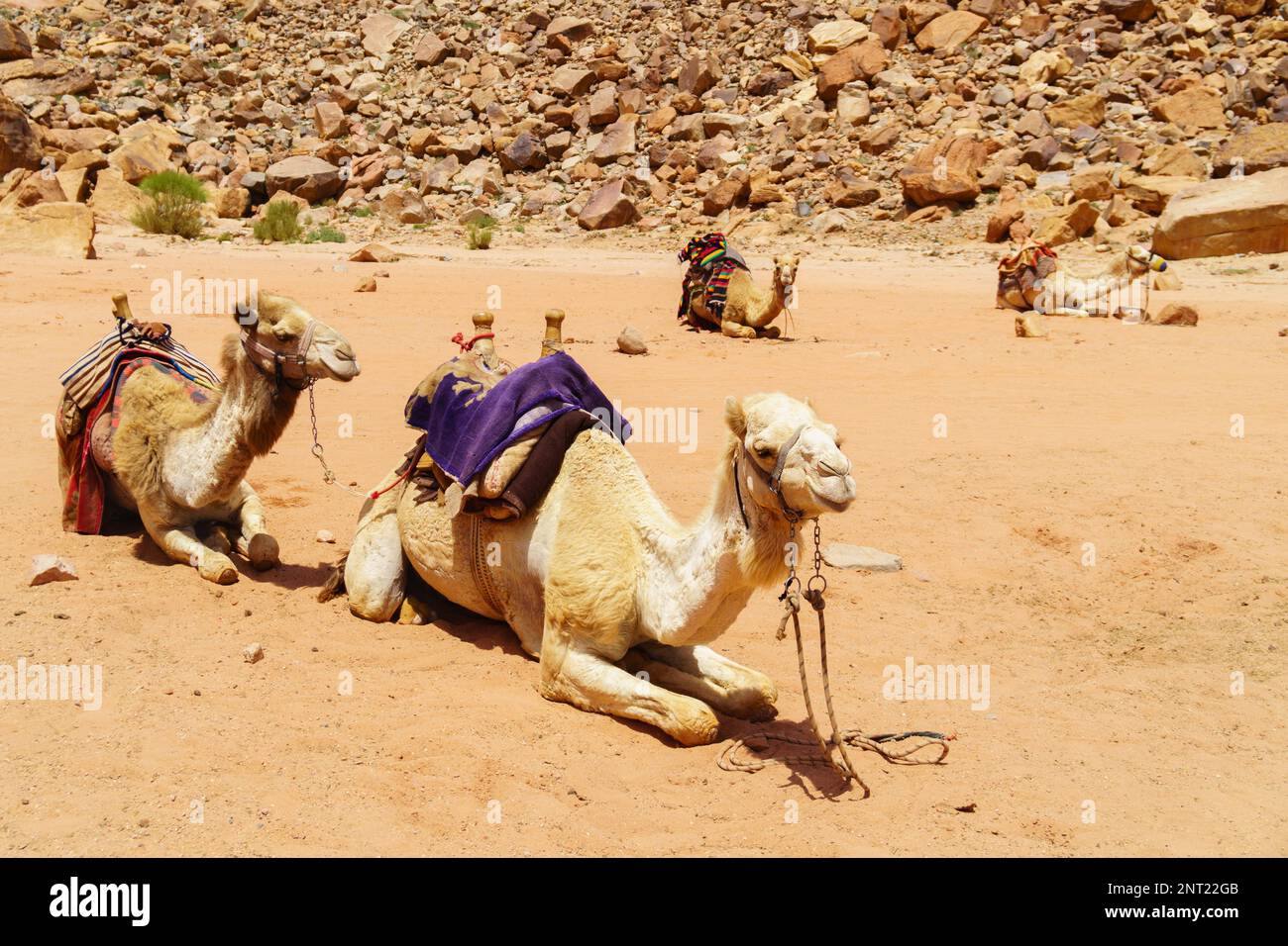 Cammelli decorati con colorati giacconi a sella che riposano nel deserto di Wadi Rum, Giordania. Avventura all'aperto concetto di viaggio. Foto Stock
