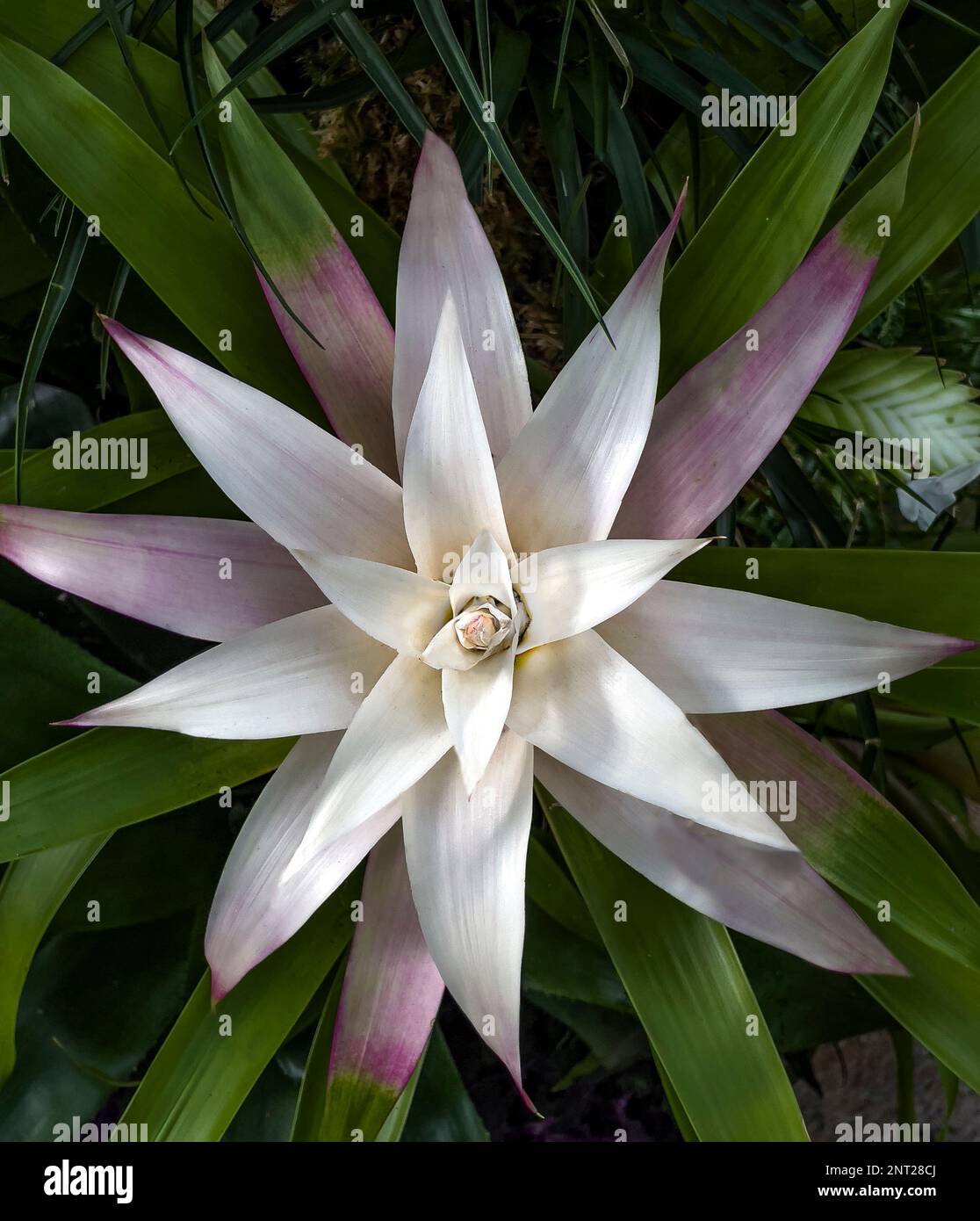 Piante tropicali che crescono nel calore del Conservatorio Principessa del Galles, Royal Botanic Gardens Kew durante il Camerun Orchid Festival 2023 Foto Stock