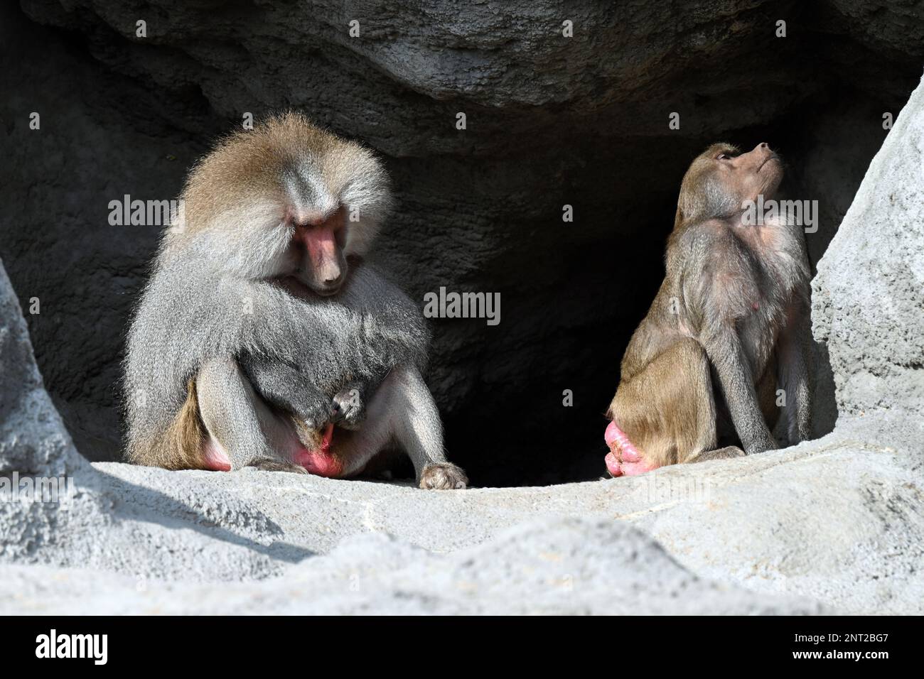 Babbuini maschili e femminili riposano al sole e seduti separati Foto Stock