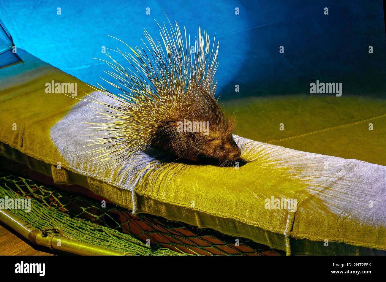 Immagine di porcupina animale nell'arena circus Foto Stock