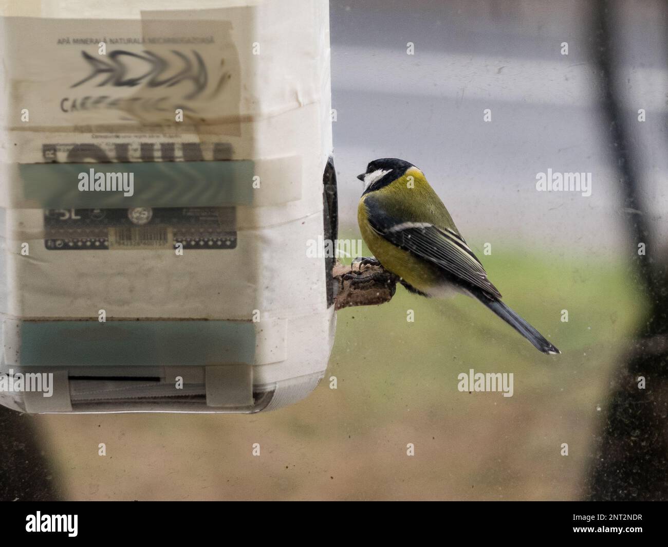 Foto di una Grande Tit (Parus Major) in un alimentatore di finestre in un ambiente urbano. Foto Stock