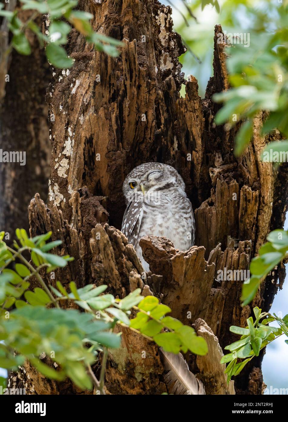 Un gufo punteggiato (Athene brama) nel suo giorno roost su un grande ceppo di albero. Thailandia. Foto Stock