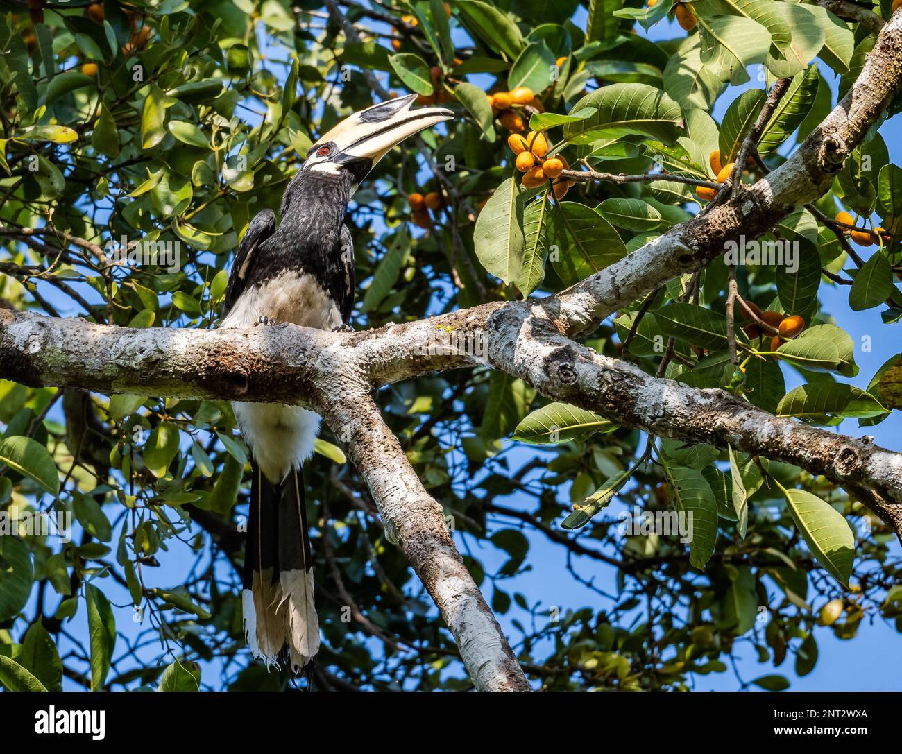 Un Oriental Pied-Hornbill (Anthracoceros albirostris) che si nutre su un albero di frutta. Thailandia. Foto Stock