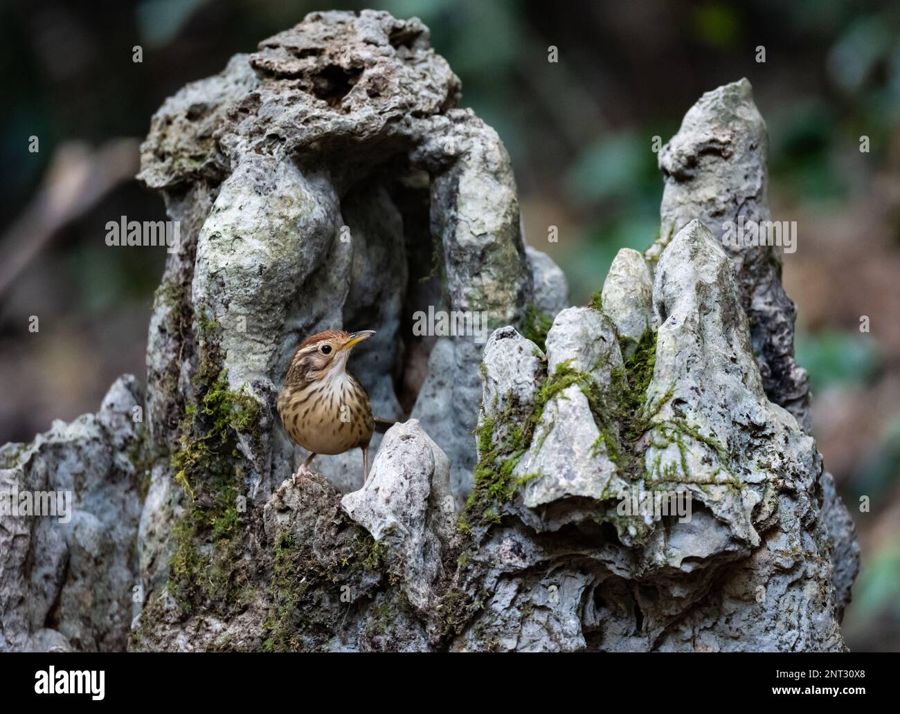 Un Babbler (Pellorneum ruficeps) in piedi su una roccia calcarea. Thailandia. Foto Stock