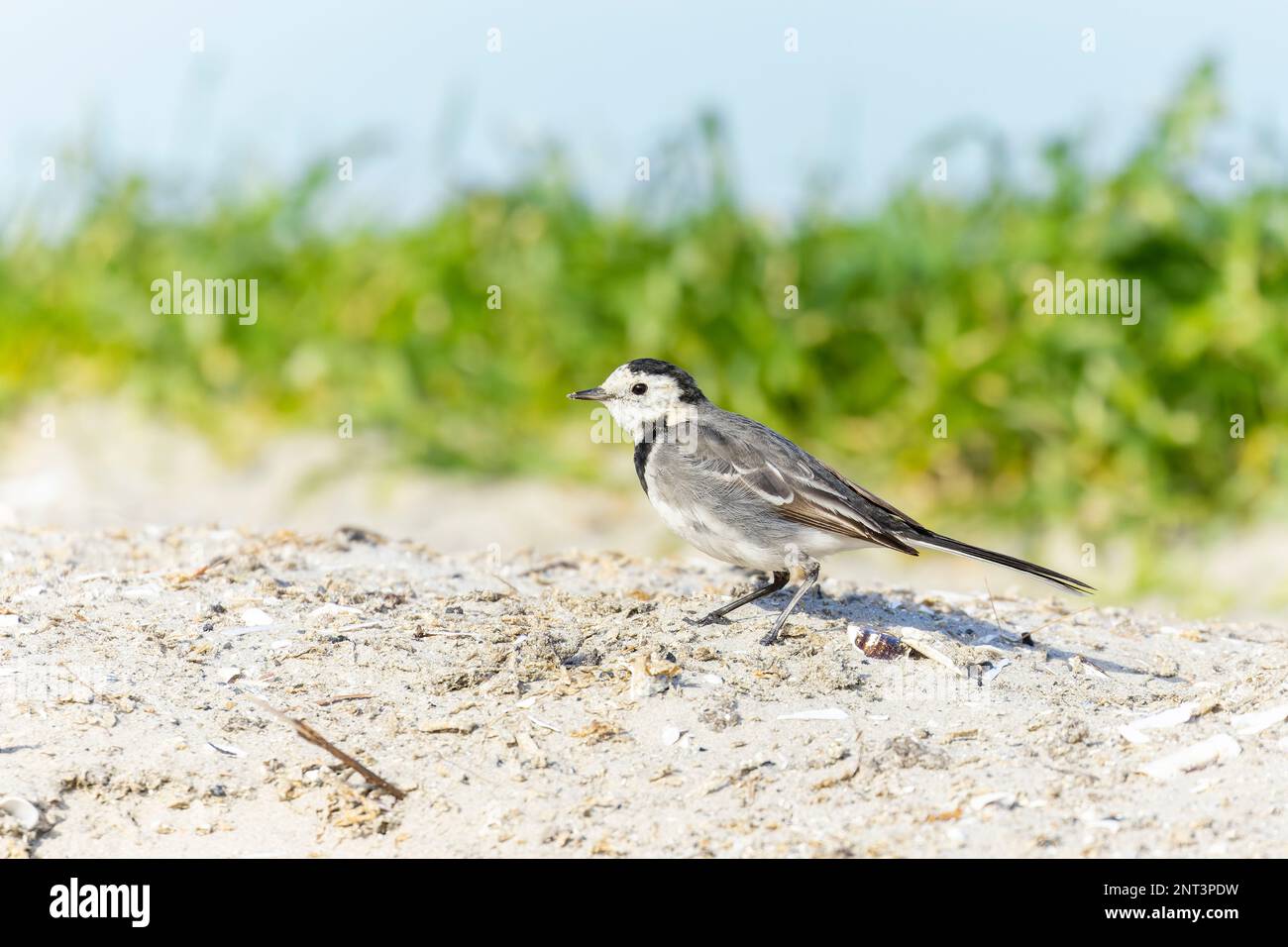 Coda di cavallo Pied 'Motacilla alba yarrellii' su sabbia bianca in spiaggia. Stagione estiva con erba verde e cielo blu. Dollymount Strand, Dublino, Irlanda Foto Stock