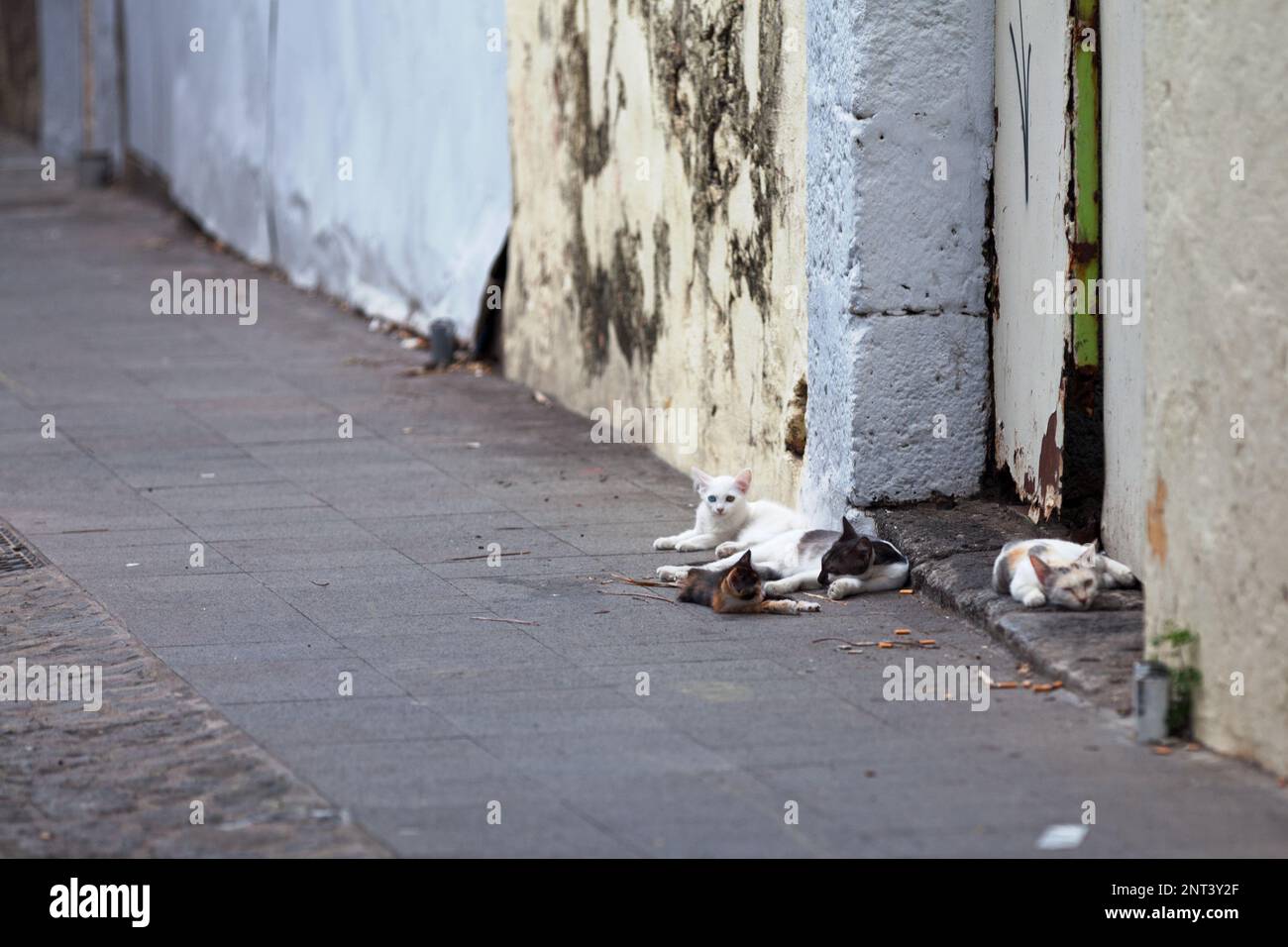 Colonia di gatti randagi addormentati Foto Stock