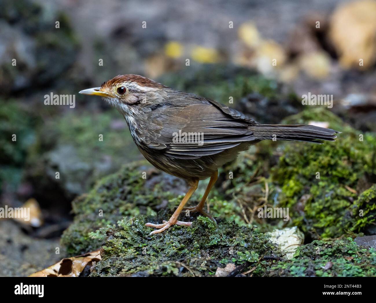 Un babbiatore con la gola del Puff (Pellorneum ruficeps) che si erge su una roccia mossy. Thailandia. Foto Stock