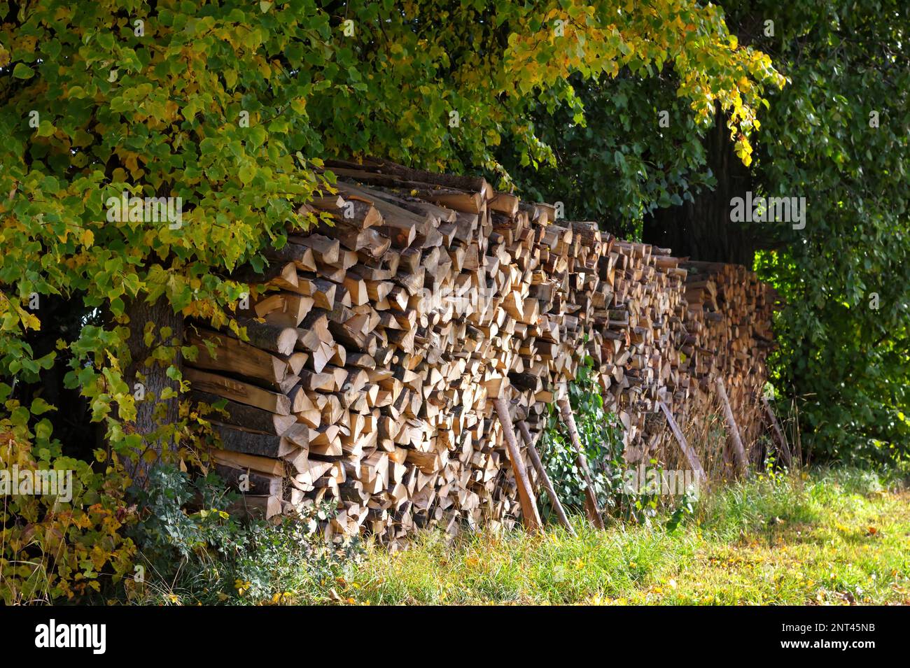 Crisi energetica in europa con prezzi sempre più alti: Legno con legno appena scaglionato e tagliato Foto Stock