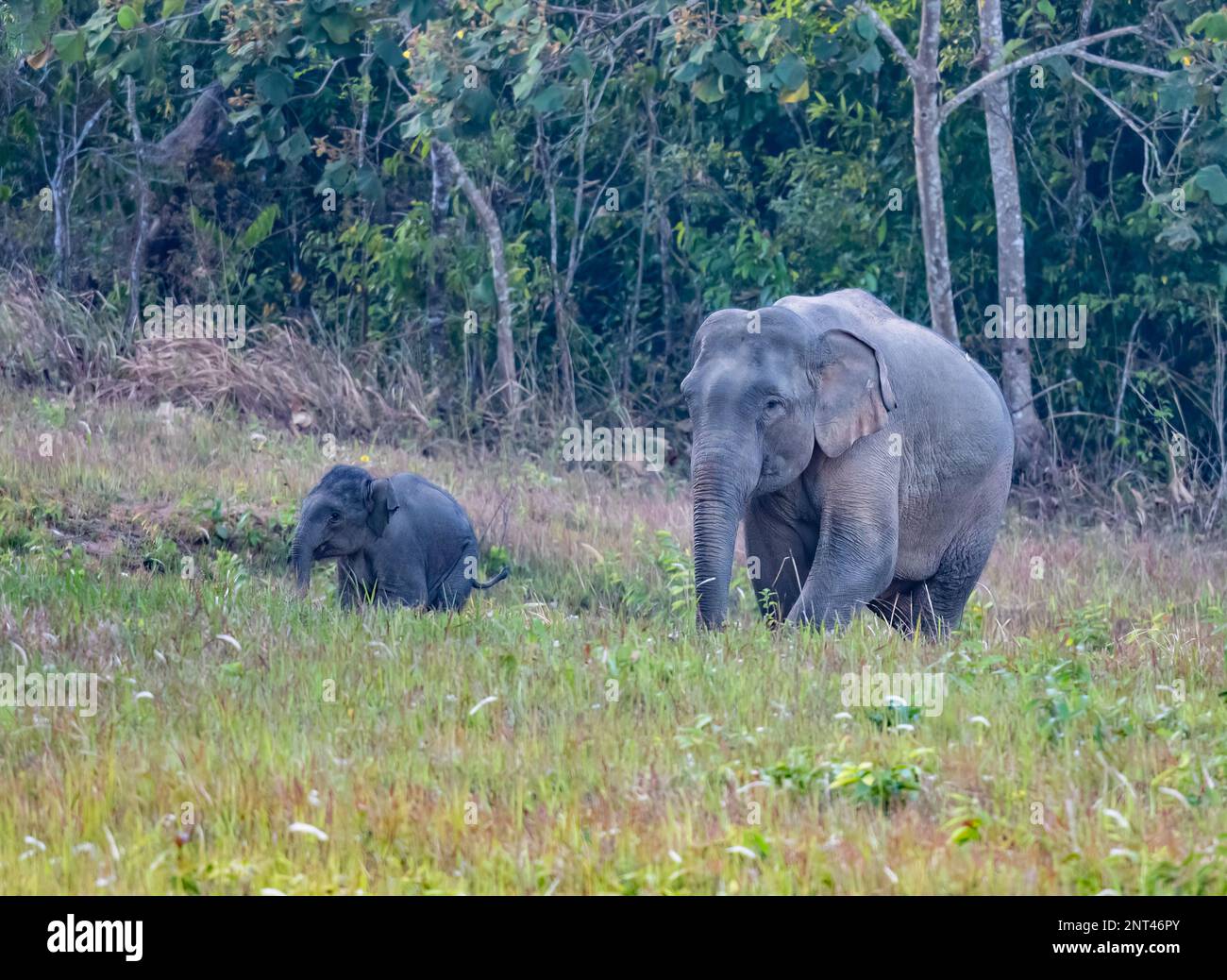 Elefanti asiatici della madre e del bambino (Elephas maximus). Thailandia. Foto Stock