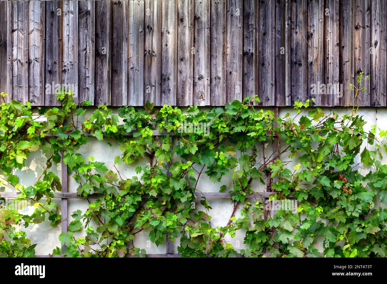 Viti selvatiche che crescono su vecchio edificio di fattoria Foto Stock