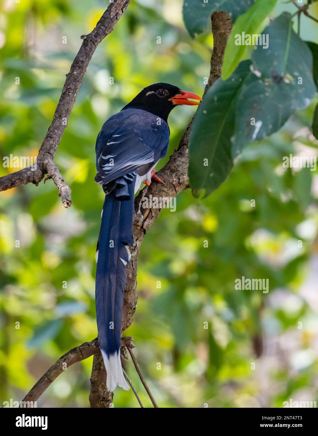 Un Blue-Magpie (Urocissa erythroryncha) dalla fattura rossa arroccato su un albero. Thailandia. Foto Stock
