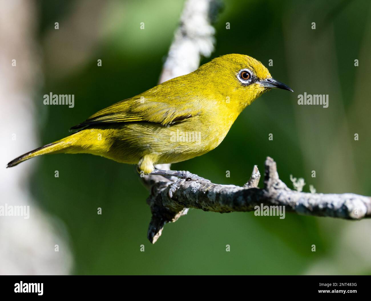 Un morfo giallo di occhio bianco indiano (Zosterops palpebrosus siamensis) arroccato su un ramo. Thailandia. Foto Stock
