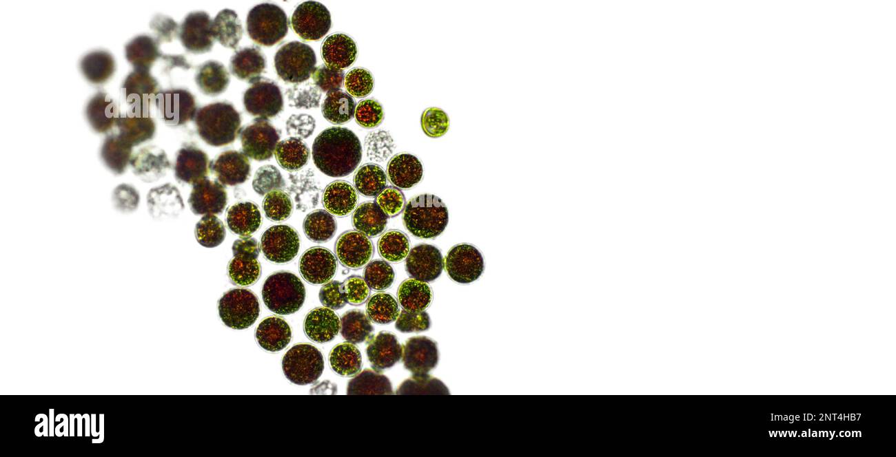 Haematococcus pluvialis alghe verdi sotto vista microscopica, spazio vuoto - cellule attive, forte antiossidante astaxantina Foto Stock