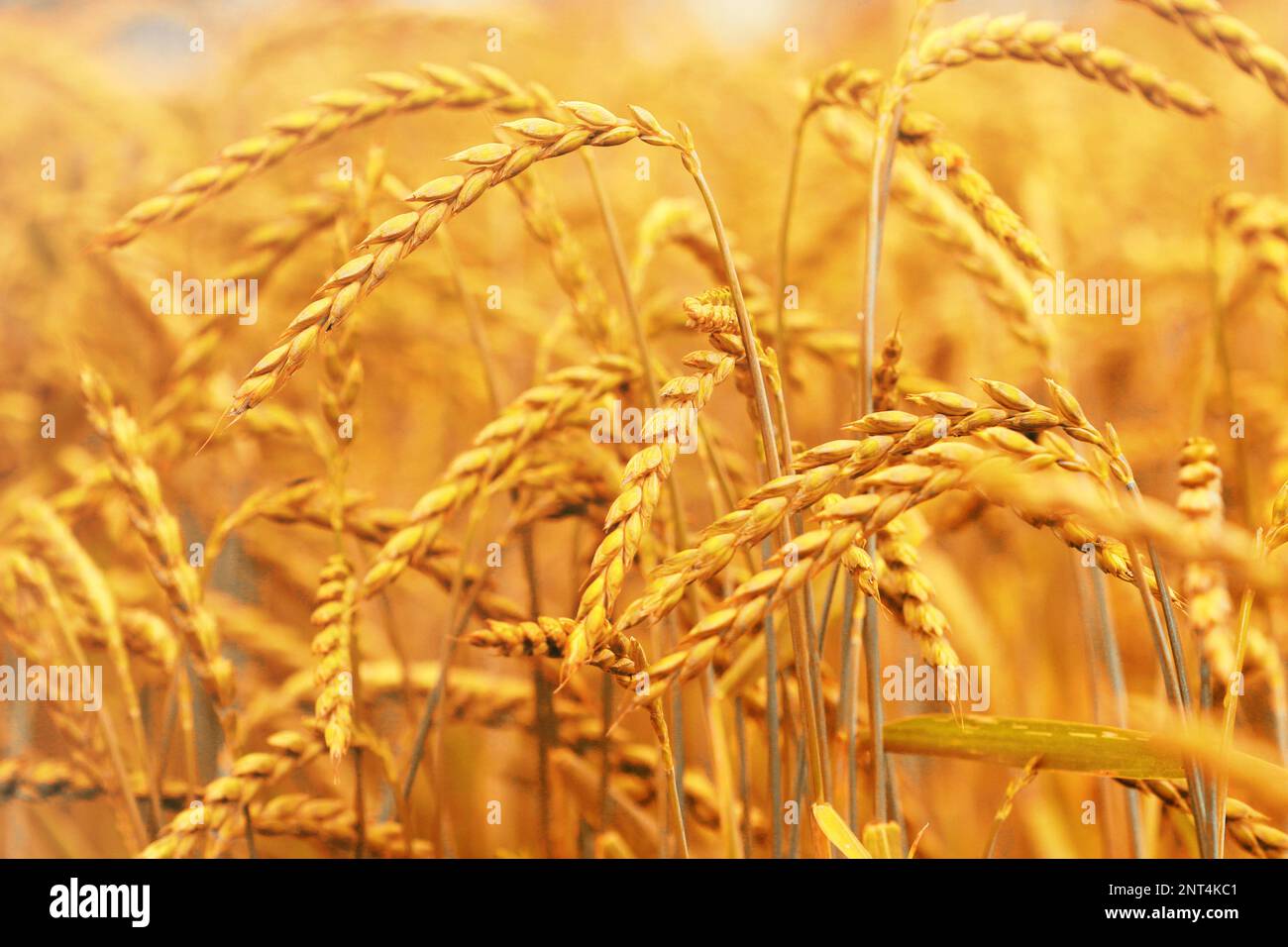 Campo di grano e farro, raccolto Foto Stock