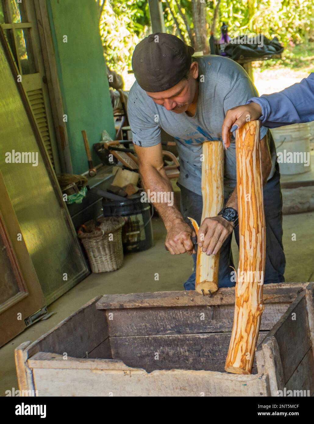 Villa Vanilla Spice Plantation, Quepos, Costa Rica - 31 gennaio 2023: La corteccia di cannella è raccolta su una piantagione di spezie biologiche Foto Stock