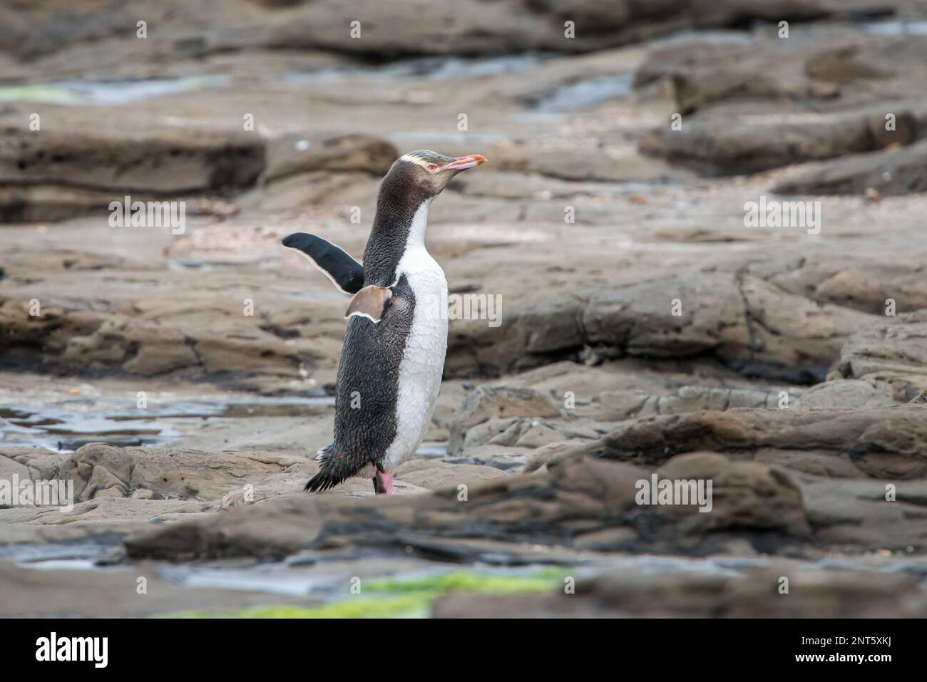 Il pinguino giallo in via di estinzione attraversa piscine rocciose dopo essere uscito dal giorno in mare Foto Stock