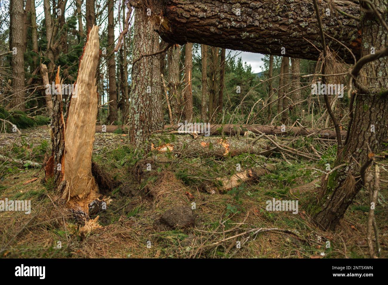 Pineta nel pianoro centrale con ampia distruzione dopo il ciclone Gabrielle Foto Stock