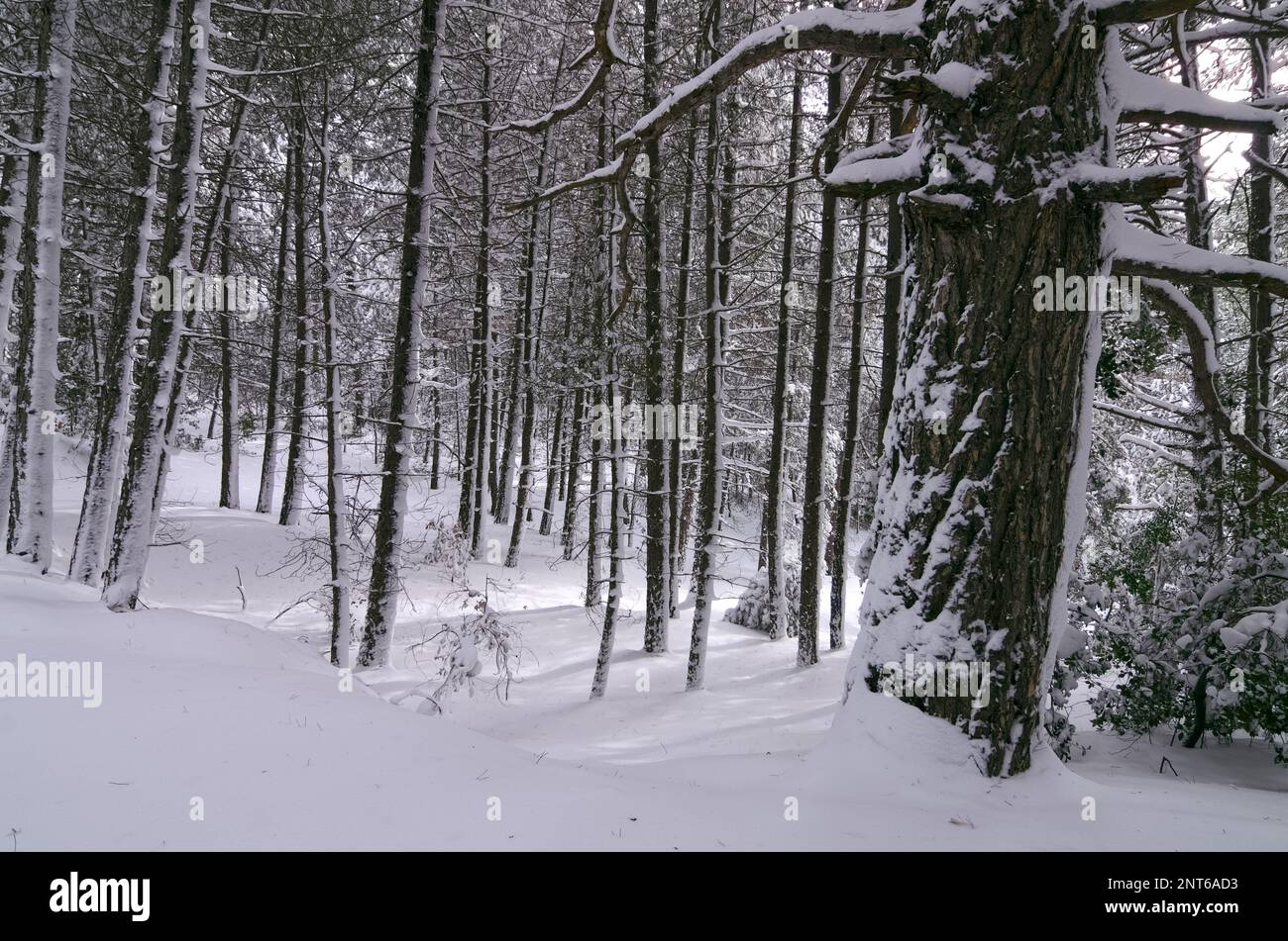 Tronchi di pineta innevati in inverno del Parco Nazionale dell'Etna, Sicilia, Italia Foto Stock