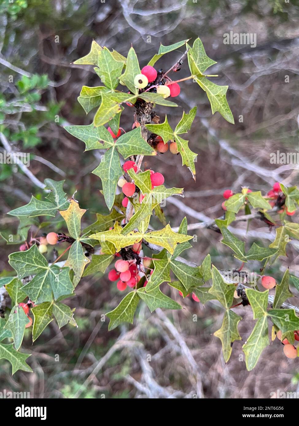 Bacche di Agarita (Mahonia trifoliolata) durante la primavera nel Texas Hill Country. Foto Stock