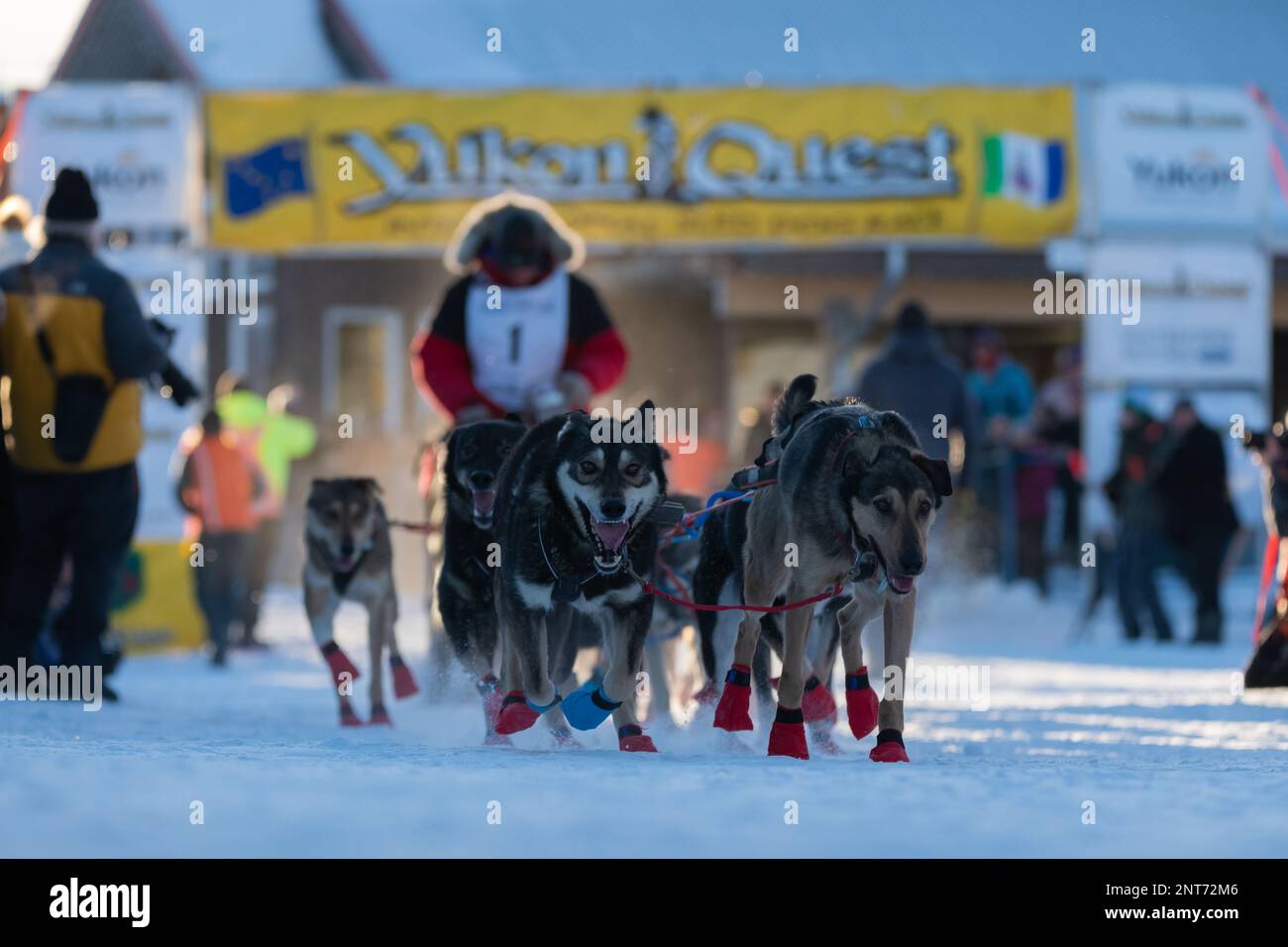 Whitehorse, Yukon Territory, Canada - Febbraio 11th 2023: YUKON QUEST Professional Dog Sledding Mushing Race dal Canada all'Alaska durante la stagione invernale Foto Stock