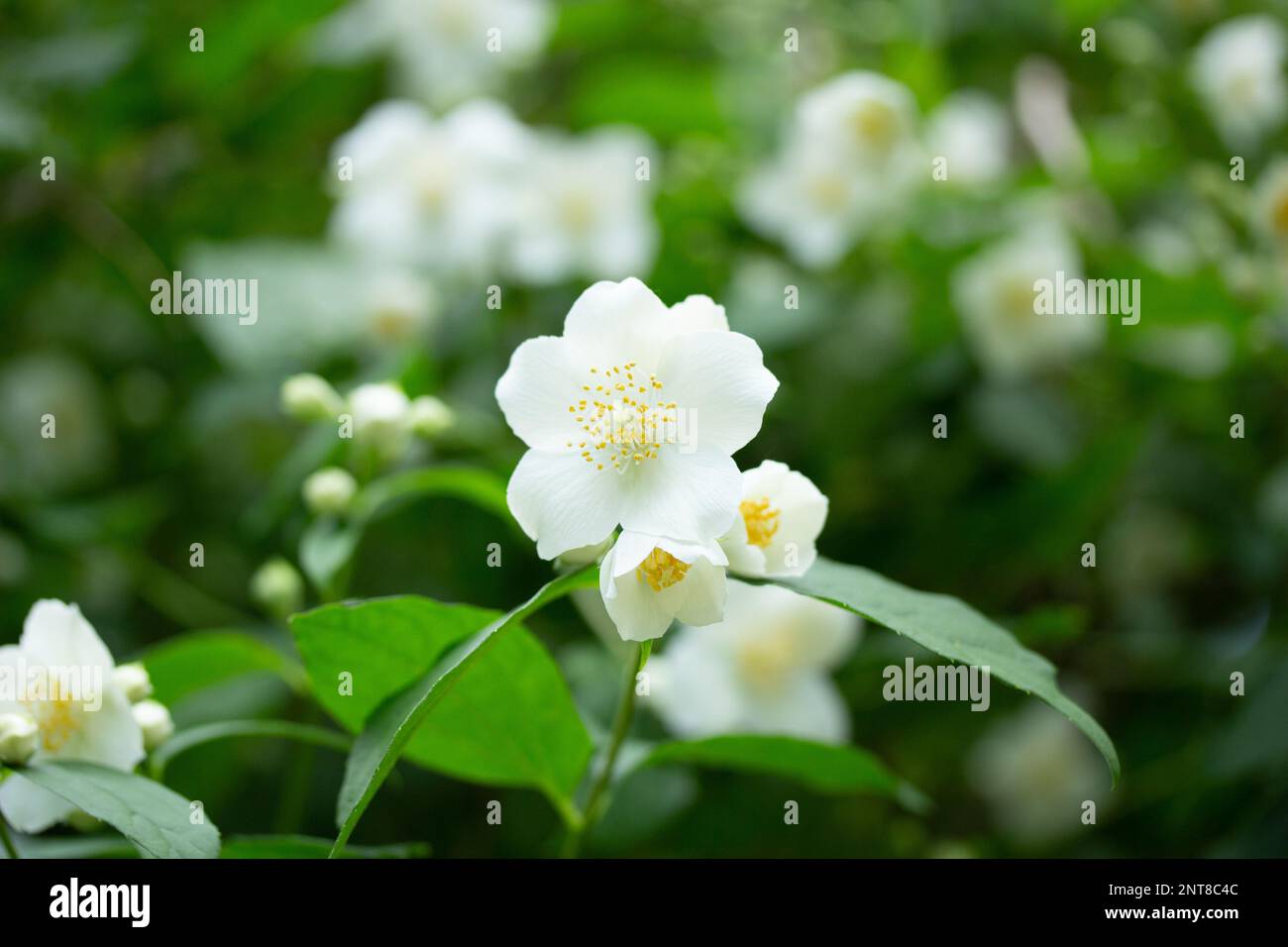 White Wild Roses in un lussureggiante giardino in primavera Foto Stock