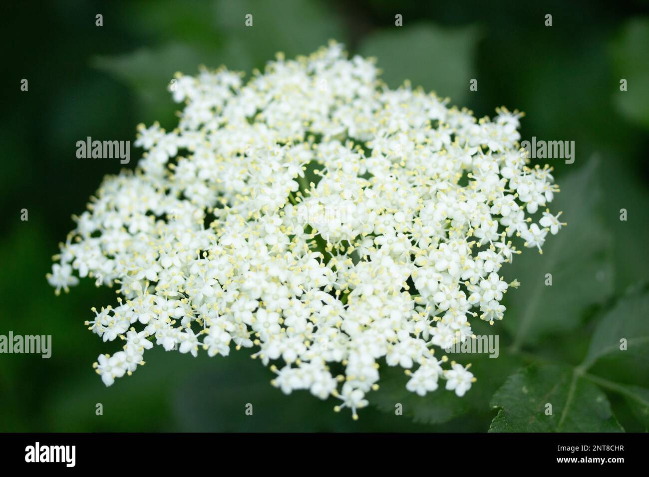Primo piano della fioritura di Elderflower in primavera Foto Stock